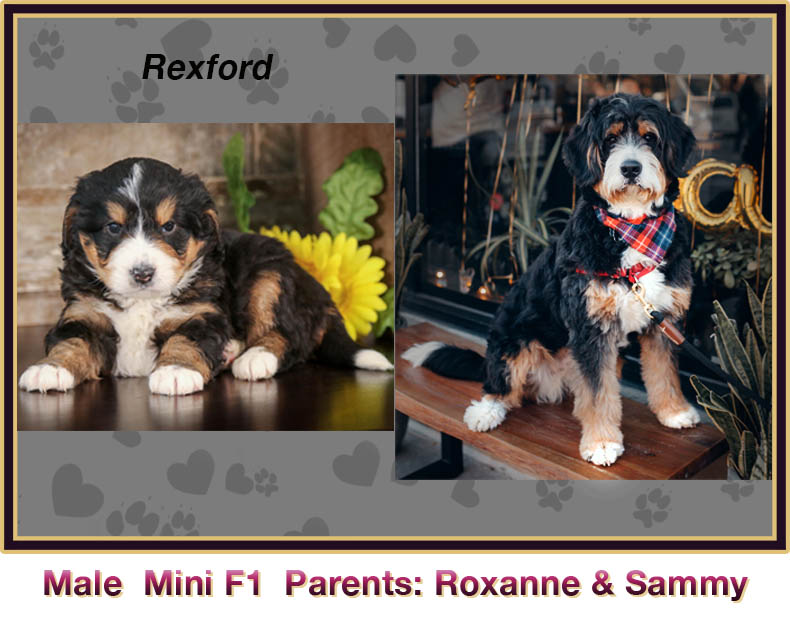 mini bernedoodle comparison